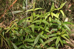 Veronica derwentiana