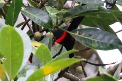 Ramphocelus nigrogularis