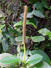 Peperomia obtusifolia