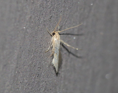 Stathmopodinae
