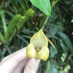 Maxillaria egertoniana