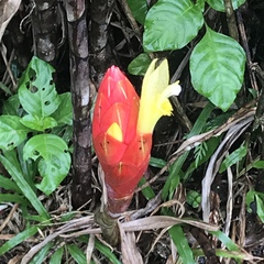 Costus pulverulentus