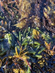 Caulerpa brownii