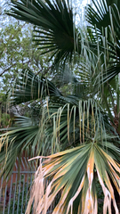 Livistona chinensis
