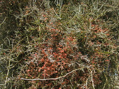 Phoradendron californicum