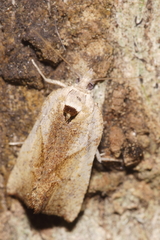 Pyrgotis