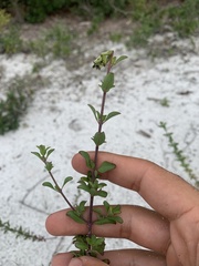 Trichostema suffrutescens