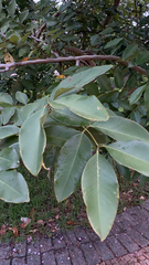 Cassia fistula