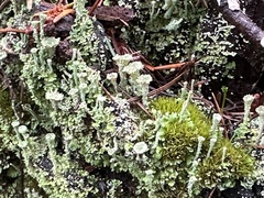 Cladonia pyxidata