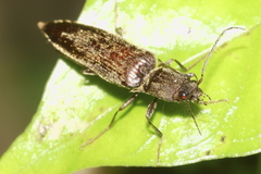 Ochosternus zealandicus