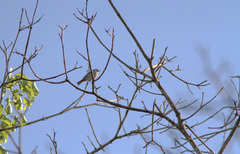 Conirostrum speciosum