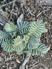 Astragalus macrocarpus