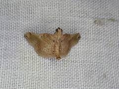 Scenedra decoratalis