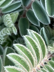 Astragalus macrocarpus