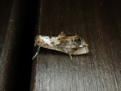 Arrade leucocosmalis