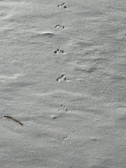 Sylvilagus floridanus