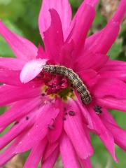 Helicoverpa armigera