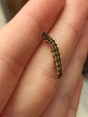 Helicoverpa armigera