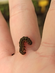 Helicoverpa armigera