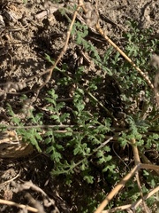 Phacelia distans