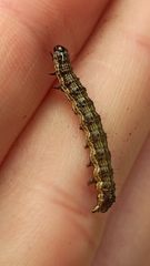 Helicoverpa armigera