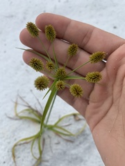 Cyperus retrorsus