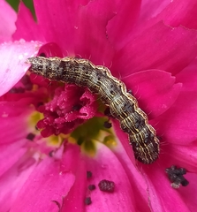 Helicoverpa armigera