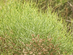 Baccharis articulata