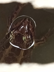 Leptodactylus luctator