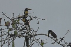 Pteroglossus castanotis