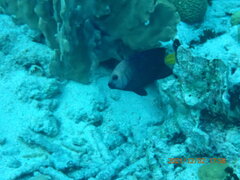 Microspathodon chrysurus