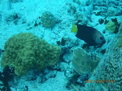 Microspathodon chrysurus