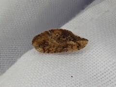 Drepanacra binocula