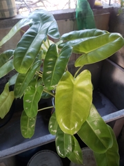 Philodendron burle-marxii
