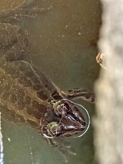 Leptodactylus luctator