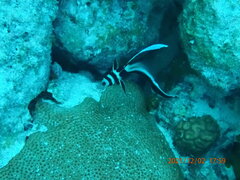 Eques punctatus