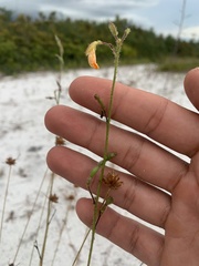 Chapmannia floridana