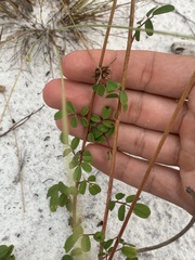 Chapmannia floridana