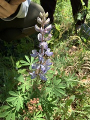 Lupinus perennis