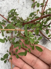 Chapmannia floridana