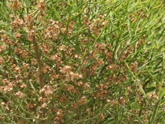 Baccharis articulata