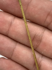 Chapmannia floridana