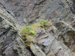 Anisotome cauticola