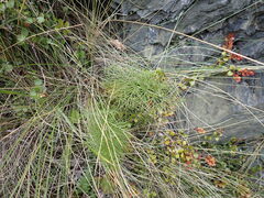 Anisotome cauticola