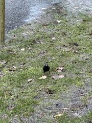 Sturnus vulgaris