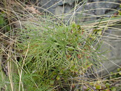 Anisotome cauticola