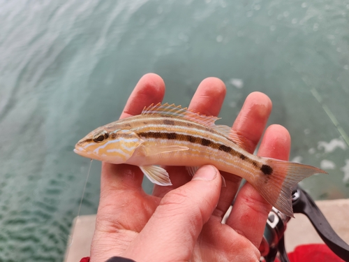 Sand perch (Diplectrum formosum) — Serranidae — 2