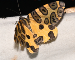 Pantherodes pardalaria