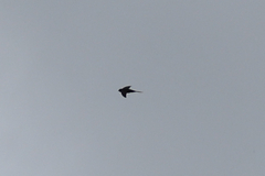 Panyptila cayennensis