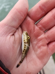 Sphoeroides spengleri